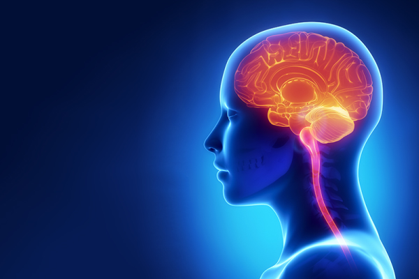 Stylized drawing of human brain superimposed over layers of bone, skin, nerves, etc.
