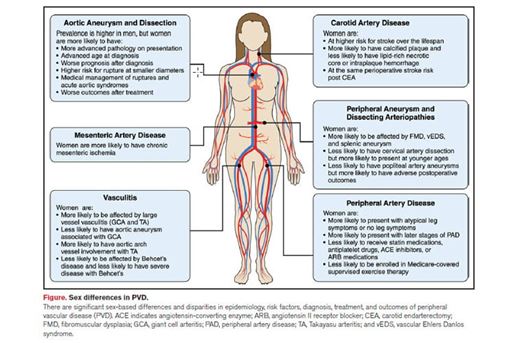 sex differences in PVD